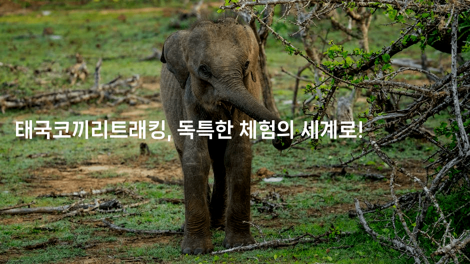 태국코끼리트래킹, 독특한 체험의 세계로!-코코타이