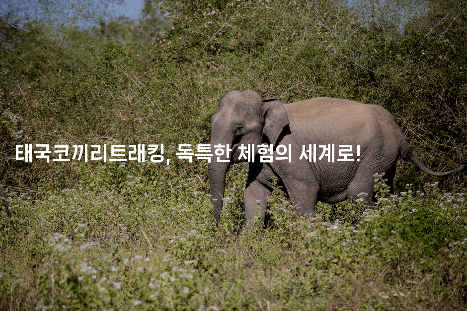 태국코끼리트래킹, 독특한 체험의 세계로!2-코코타이